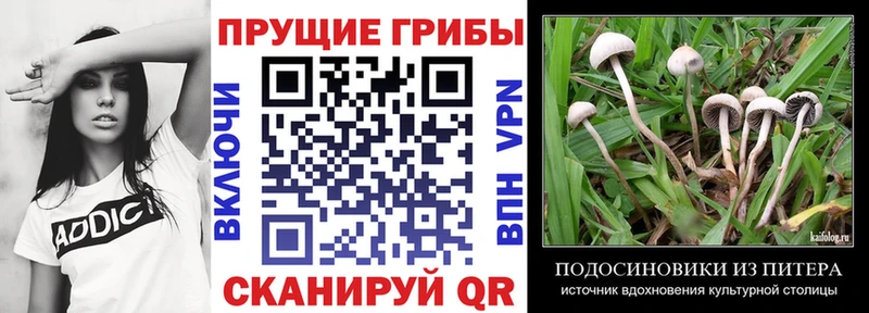 кракен как войти  Зверево  Галлюциногенные грибы Cubensis 